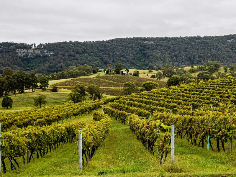 Scenic views across a vineyard in the Hunter Valley