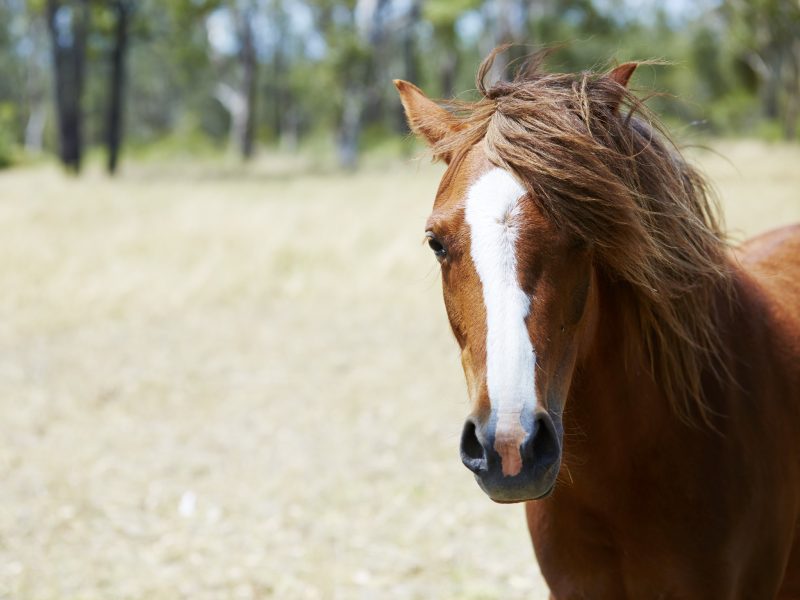 A horse in the Hunter Valley